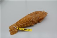 藏品(盲眼多螯蝦)的圖片